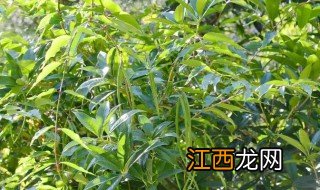 杠柳适合什么季节种植，红柳适合什么时候种