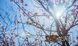 梅花在什么季节种 梅花适合什么季节播种