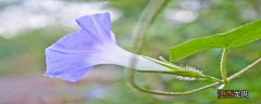 牵牛花种植过程记录 观察牵牛花的生长过程