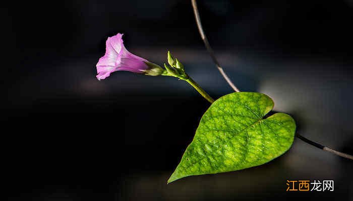 牵牛花种植过程记录 观察牵牛花的生长过程