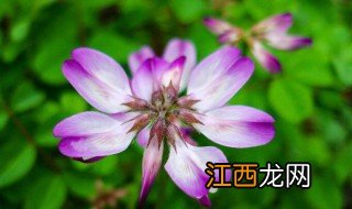 红花草的功效与作用 红花草有何功效与作用