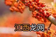 热麦片可以放酸奶吗 麦片能当早餐吗