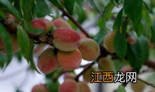 山桃什么时候移栽最好 山桃适合什么季节播种