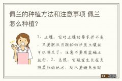 佩兰的种植方法和注意事项 佩兰怎么种植?