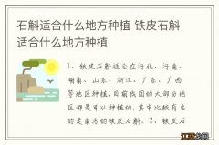 石斛适合什么地方种植 铁皮石斛适合什么地方种植