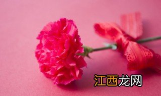 康乃馨什么季节适合种植 康乃馨适合在什么季节种植