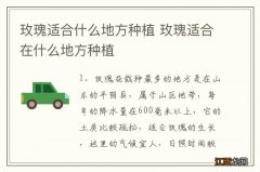 玫瑰适合什么地方种植 玫瑰适合在什么地方种植