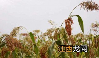 高梁适合什么地方种植，高粱种植条件