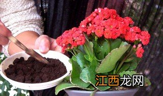 冬季室内植物有哪些 冬天室内植物有哪些