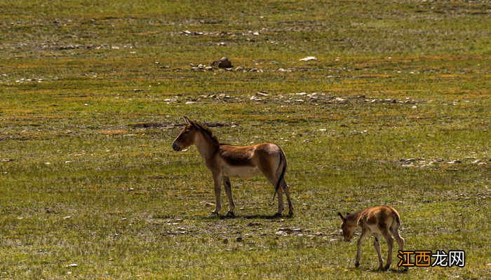 野驴为什么不需要修蹄子呢 野驴为什么不需要修蹄子
