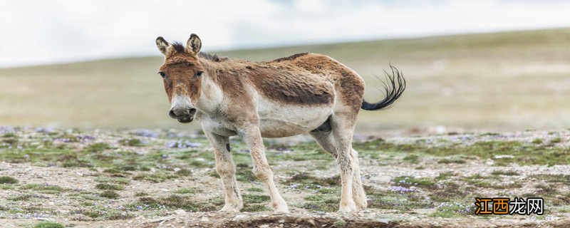 野驴为什么不需要修蹄子呢 野驴为什么不需要修蹄子