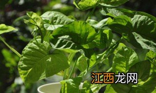 合果芋的功效与作用 合果芋用途和好处介绍