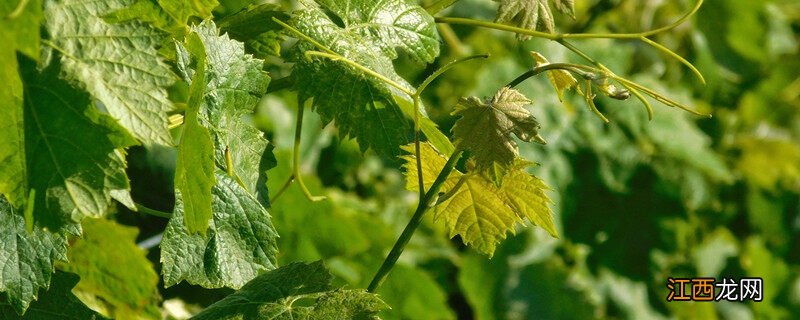 葡萄属于哪一种藤本植物类型 葡萄属于哪一种藤本植物