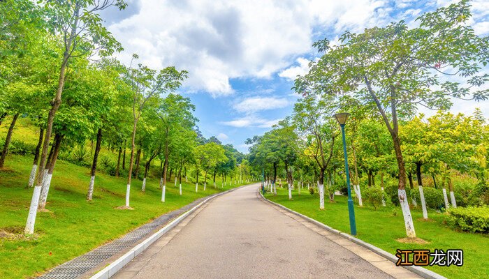 刷树干用生石灰还是熟石灰好 刷树干用生石灰还是熟石灰