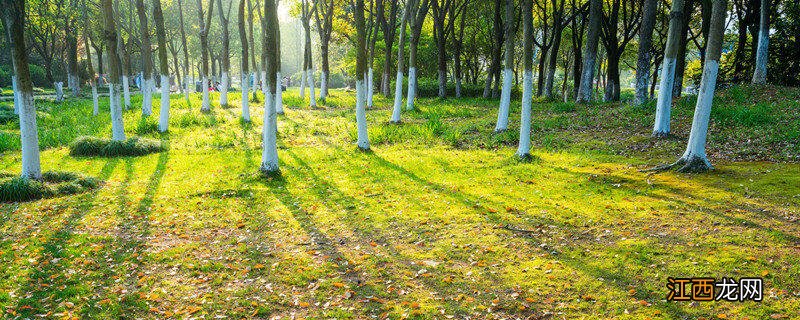 刷树干用生石灰还是熟石灰好 刷树干用生石灰还是熟石灰