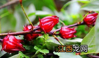 洛神花冬天种可以吗? 洛神花苗冬天怎么养护