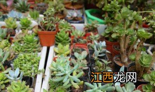 冬天怎么种植海棠树 冬天怎么种植海棠树盆栽