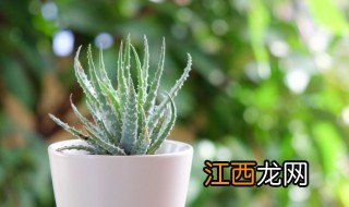 芦荟冬天怎么种植管理 芦荟冬天怎么种植管理视频