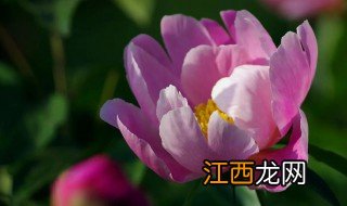 盆栽芍药花冬天怎么养 芍药花冬季怎么养