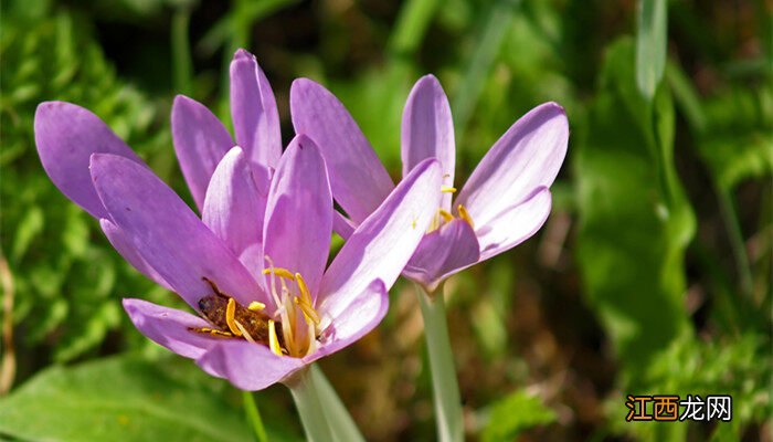 盆栽藏红花种植方法与时间图片 盆栽藏红花种植方法与时间