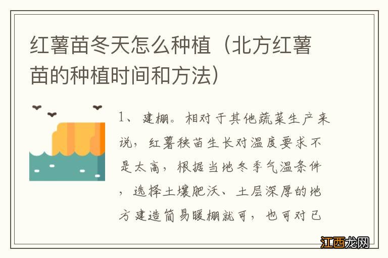 北方红薯苗的种植时间和方法 红薯苗冬天怎么种植