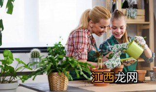 朱雀怎么养护冬天，朱雀怎么养护冬天落叶