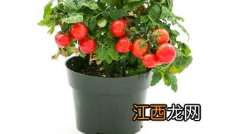 室内盆栽西红柿的养护方法 冬天西红柿盆景怎么养护
