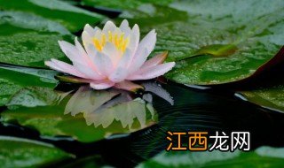 莲花冬天怎么养护 北方莲花冬天怎么养护