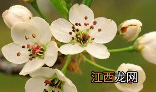 绿梅花和白梅花的功效与作用 绿梅花和白梅花有何功效与作用