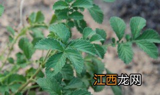 仙鹤草炭的功效和作用 仙鹤草炭有哪些功效和作用