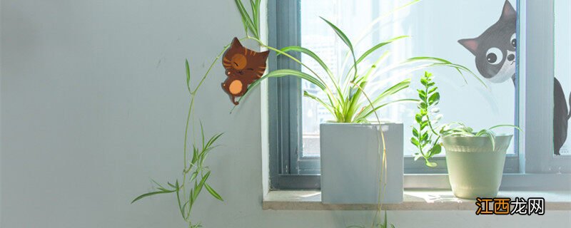 为什么卧室不能放绿萝 吸油烟最强的植物
