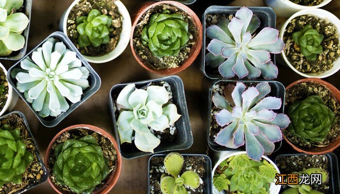 奥普琳娜的养殖方法和注意事项