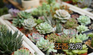 室外中型植物盆景有哪些 室外大型盆景都有哪些