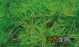松针的功效与作用及食用方法 松针有什么功效与作用及食用方法