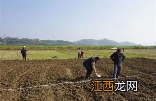 关中地区冬小麦最佳播种时期，小麦怎么种