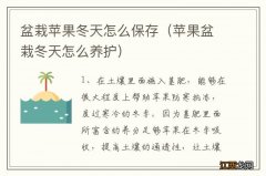 苹果盆栽冬天怎么养护 盆栽苹果冬天怎么保存