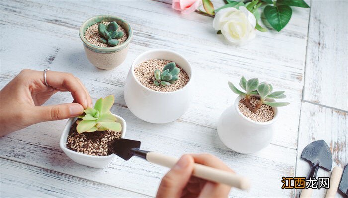 多肉植物名词解释脱皮 多肉植物名词解释