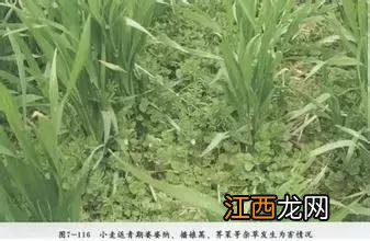 麦田播娘蒿用什么除草剂，播娘蒿和麦篙如何分辨