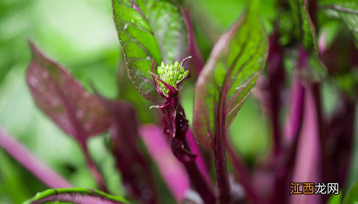 我想学种菜技术 蔬菜的种植步骤和过程