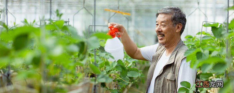 我想学种菜技术 蔬菜的种植步骤和过程