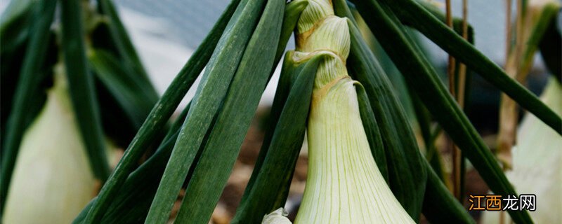 洋葱种植技术和管理方法 洋葱种植技术