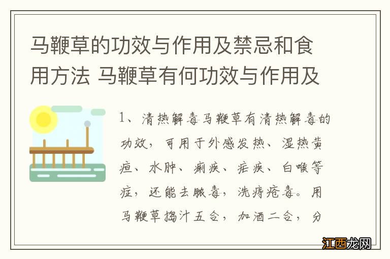 马鞭草的功效与作用及禁忌和食用方法 马鞭草有何功效与作用及禁忌和食用方法