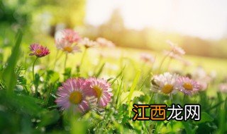 春天在哪里的歌词全文 春天在哪里歌曲简介