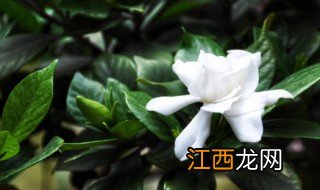 室外养殖微型植物有哪些危害 室外养殖微型植物有哪些