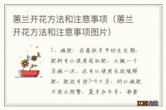 蕙兰开花方法和注意事项图片 蕙兰开花方法和注意事项