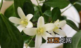 九里香开花方法和注意事项 九里香开花方法和注意事项视频