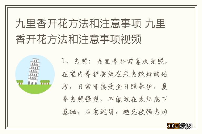 九里香开花方法和注意事项 九里香开花方法和注意事项视频