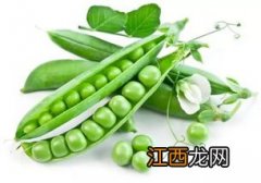 豌豆的生殖方式，豌豆是什么季节的蔬菜