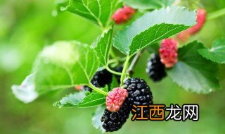 哪些人不宜吃桑葚 什么人群不宜吃桑葚