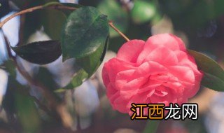 水培茶花怎么养才能爆盆 茶花能水培吗